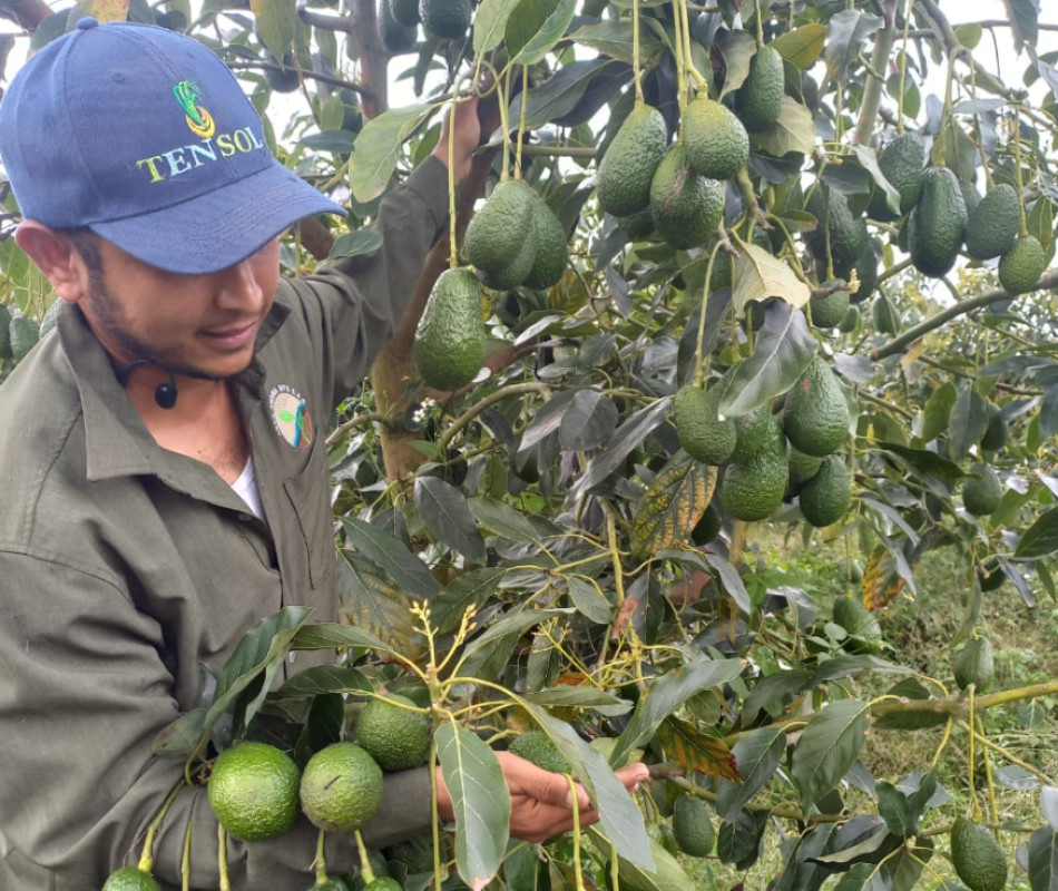 asesoria-personalizada-agroinca-002